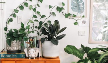 Plantas que oxigenan tu hogar