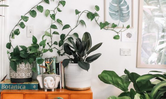 Plantas que oxigenan tu hogar