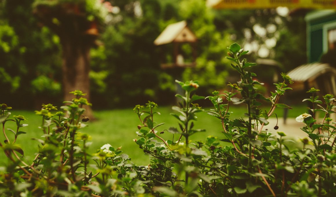 como cuidar tu jardín y tus plantas
